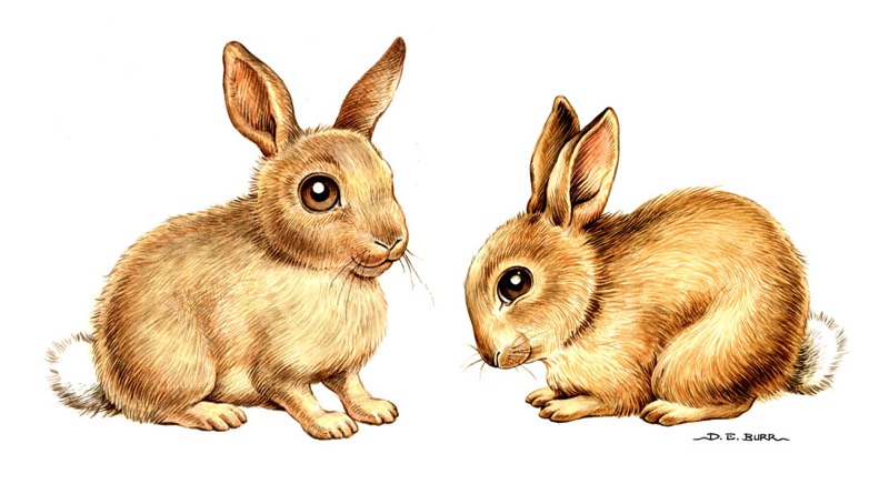 Brown bunnies, bunnies art