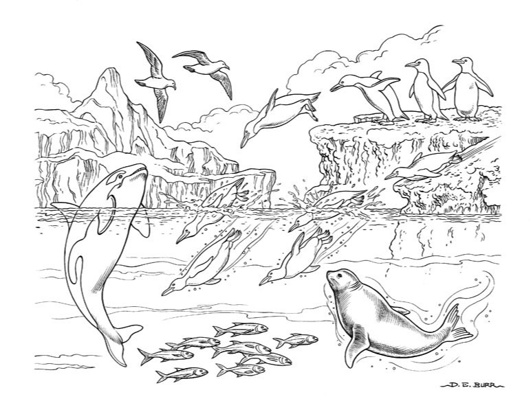 penguins and other arctic sea life line art illusttation